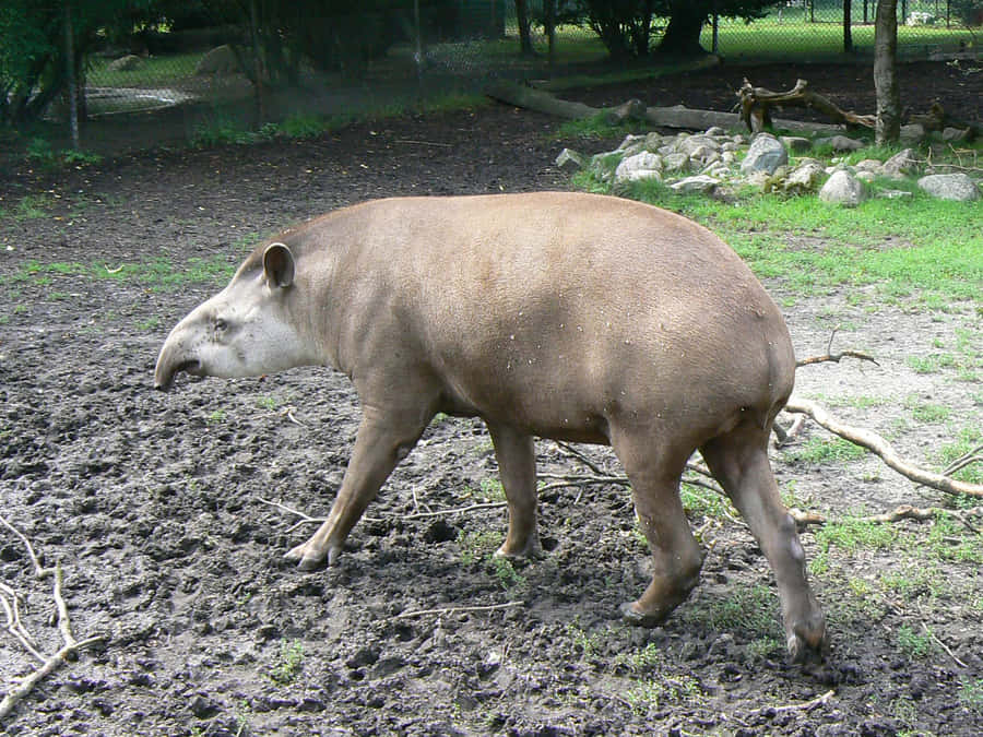 South American Tapir Walking Wallpaper