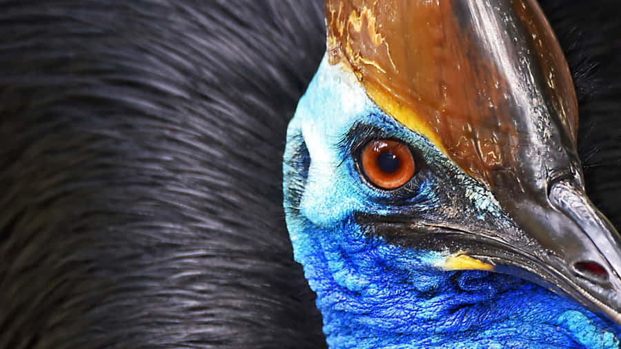 Southern Cassowary Bird Eye Closeup Wallpaper