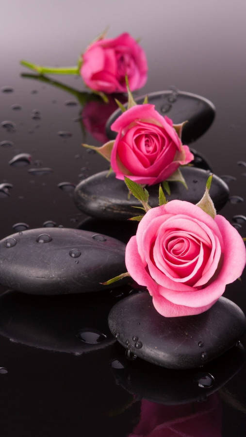 Spa Stone And Pink Roses Flower Mobile Wallpaper