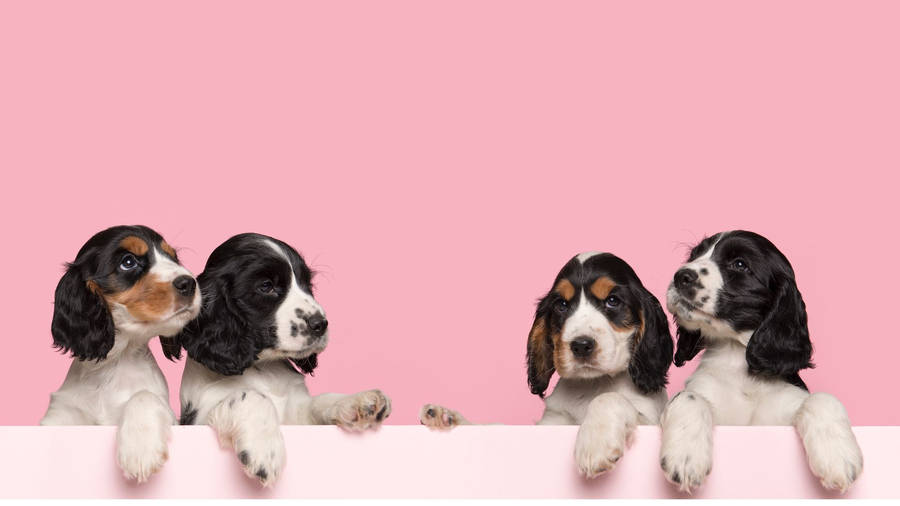 Spaniel Baby Dogs In Pink Room Wallpaper