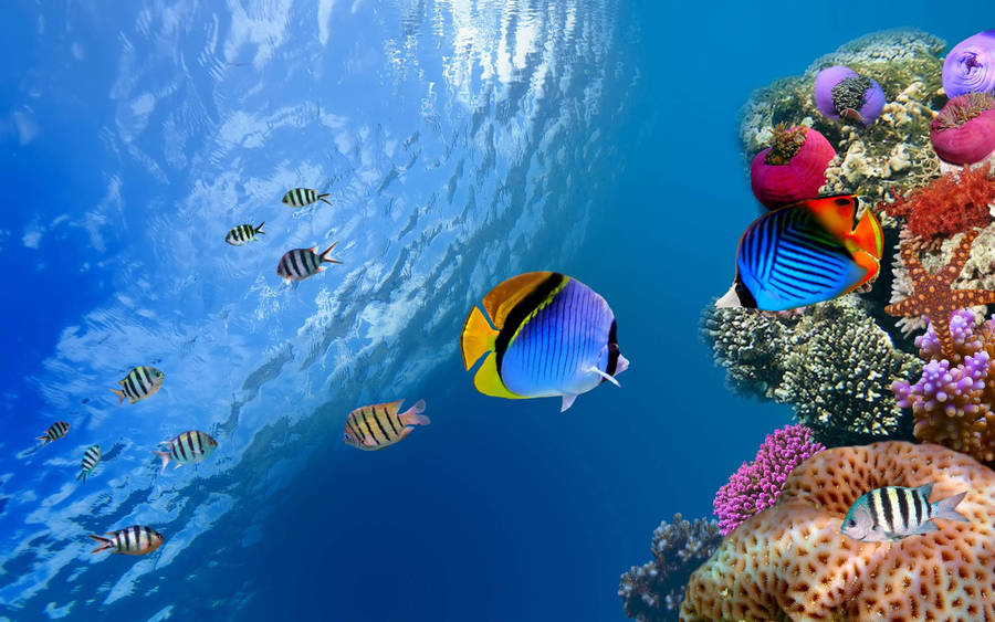 Species Of Aquatic Fishes Wallpaper