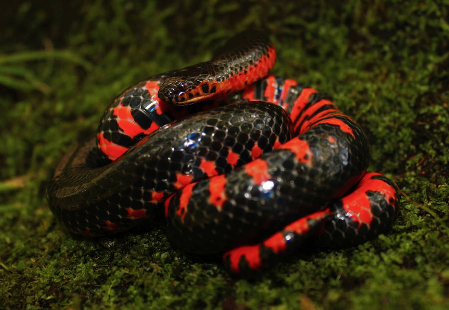 Spectacular Mud Snake Displaying Vibrant Red And Black Scales Wallpaper