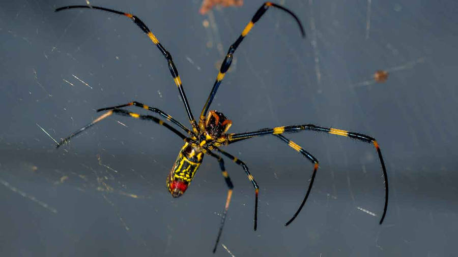 Spider Black And Yellow Legs Wallpaper
