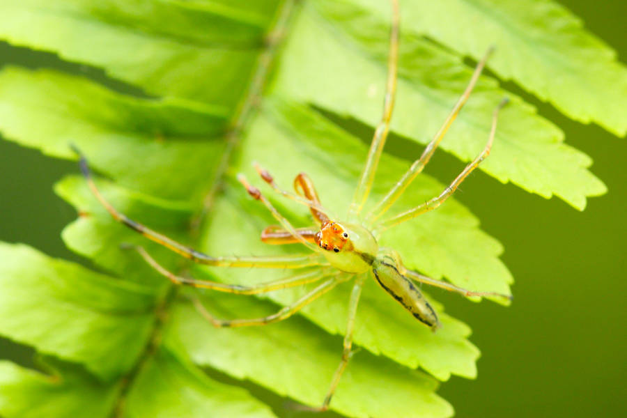 Spider Camouflaging On Green Leaf Wallpaper