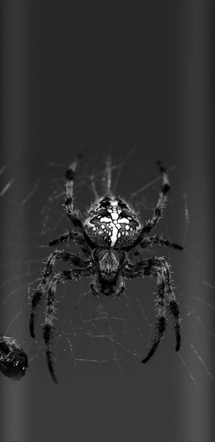 Spider In Greyscale Color Wallpaper