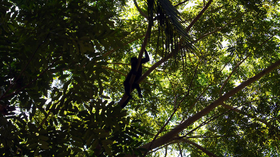 Spider Monkey Costa Rica Wallpaper