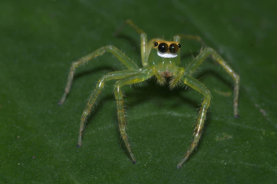 Spider With Translucent Green Body Wallpaper