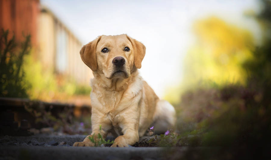 Splendid Brown Labrador Wallpaper