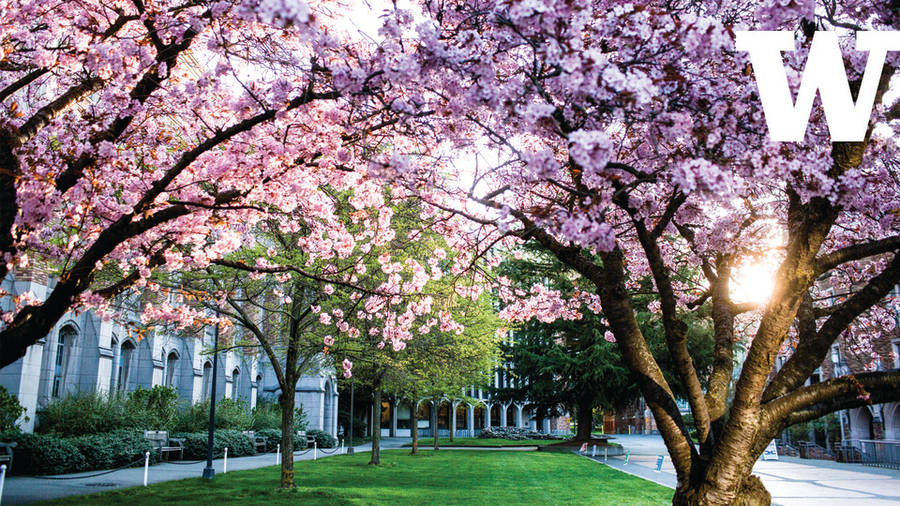 Splendid Cherry Blossoms At University Of Washington Wallpaper