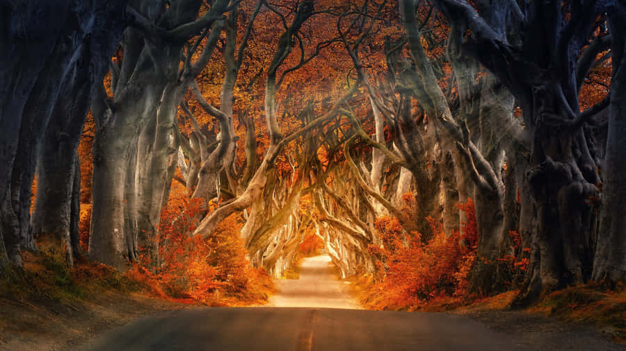 Splendid Colours Of The Fall Wallpaper