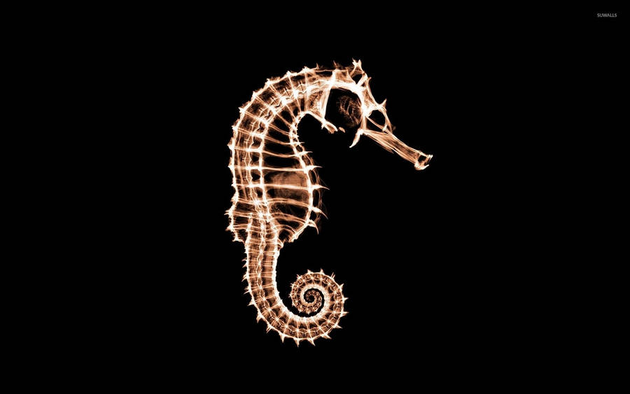 Splendid Pacific Seahorse Wallpaper