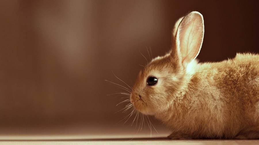 Splendidly Cute Brown Bunny Wallpaper