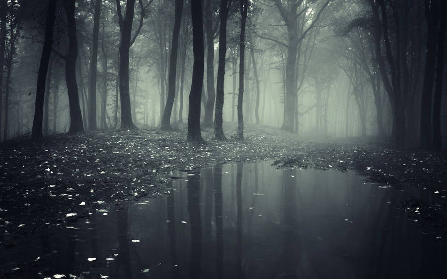 Spooky Foggy Forest Wallpaper
