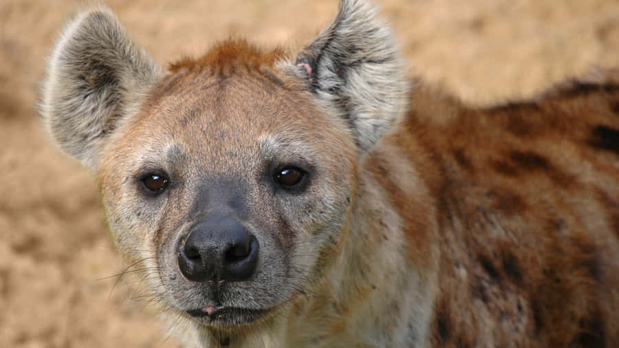 Spotted Hyena Close Up Wallpaper