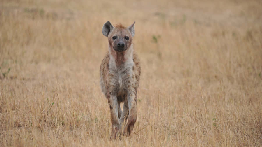 Spotted Hyenain Grassland Wallpaper