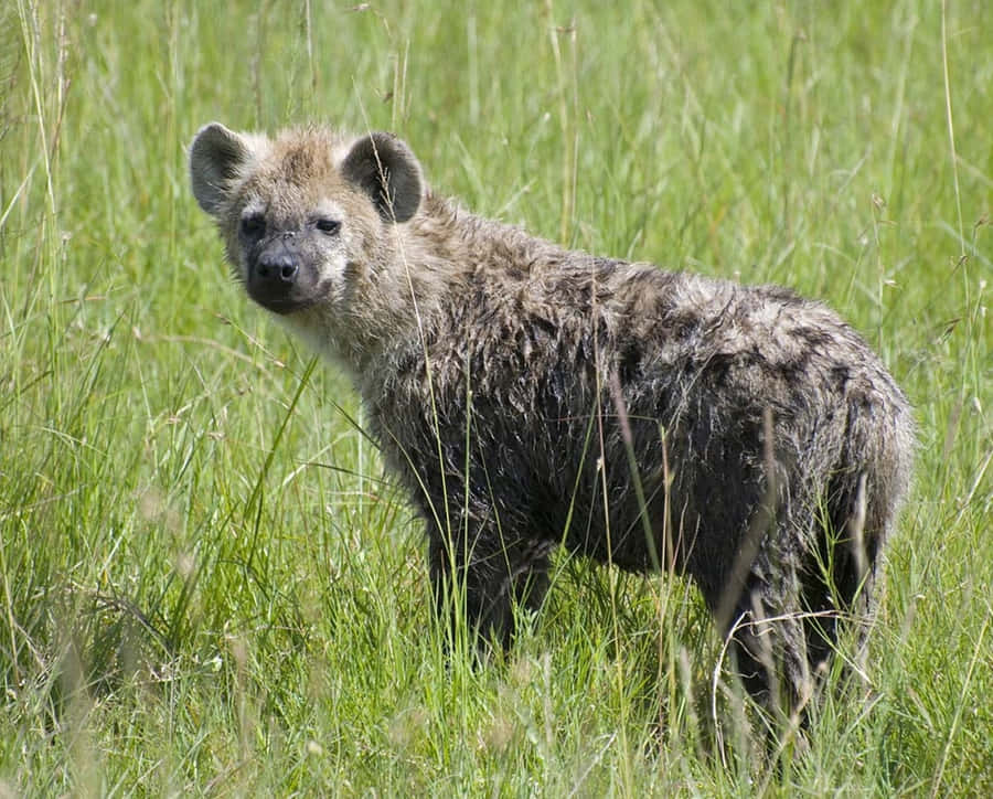 Spotted Hyenain Grassland.jpg Wallpaper