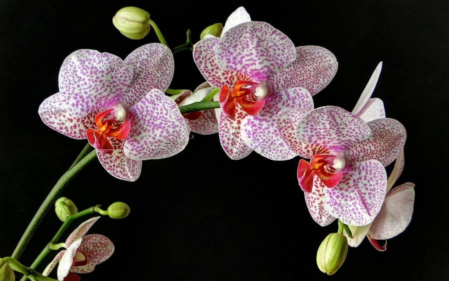 Spotted Orchid Beautiful Flower Wallpaper