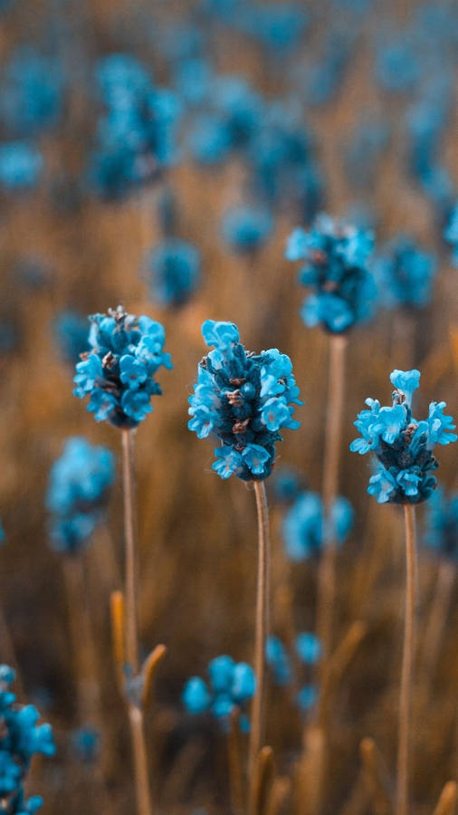 Spring Blue Flower Iphone Wallpaper