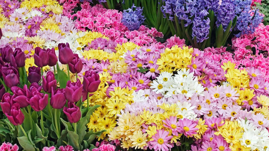 Spring Brings Colorful Flowers To Fill Your Desktop Wallpaper