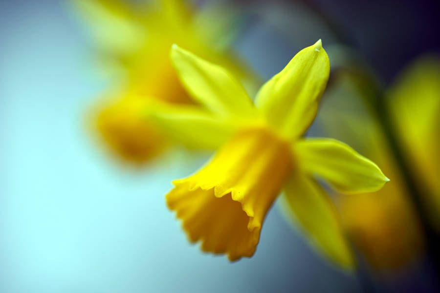 Spring Daffodils In Tilt-shift Wallpaper