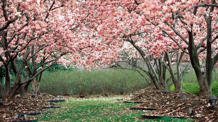 Spring Desktop Cherry Blossom Trees Wallpaper