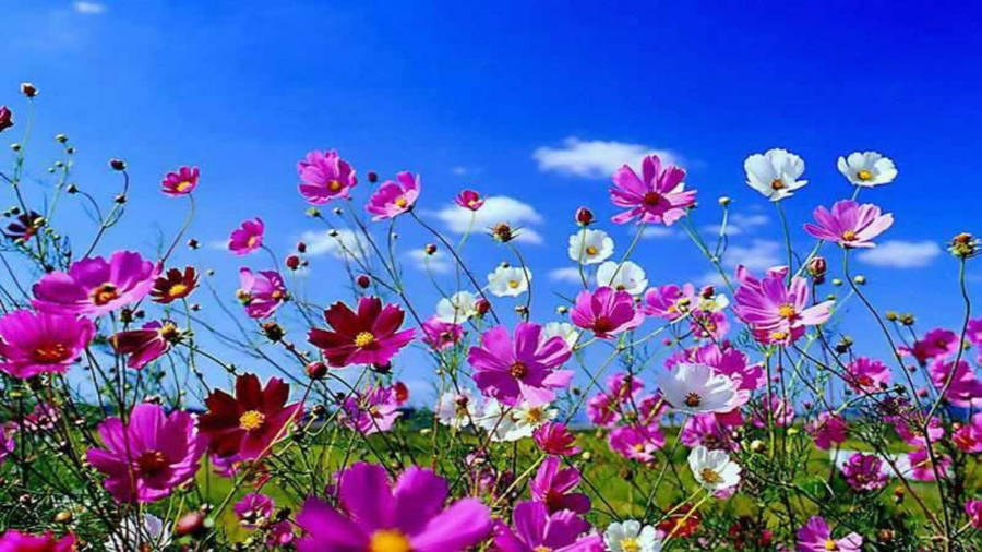 Spring Desktop Cosmos Flowers Wallpaper