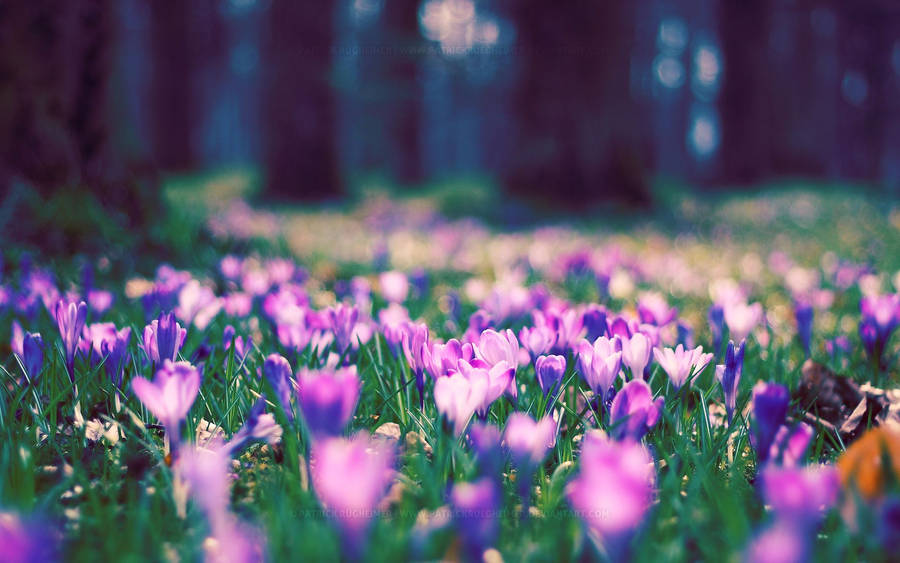 Spring Desktop Crocus Flowers Wallpaper