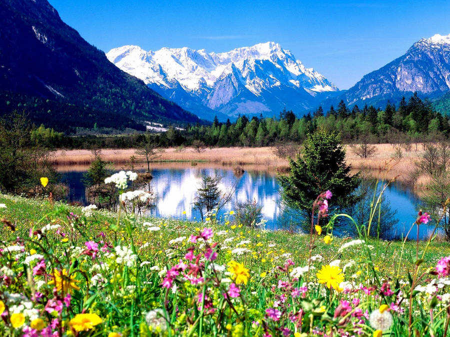 Spring Desktop Flower Field And Mountains Wallpaper