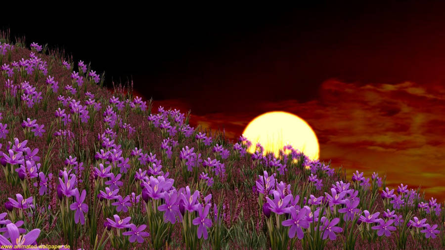 Spring Desktop Flowers And Sunset Wallpaper