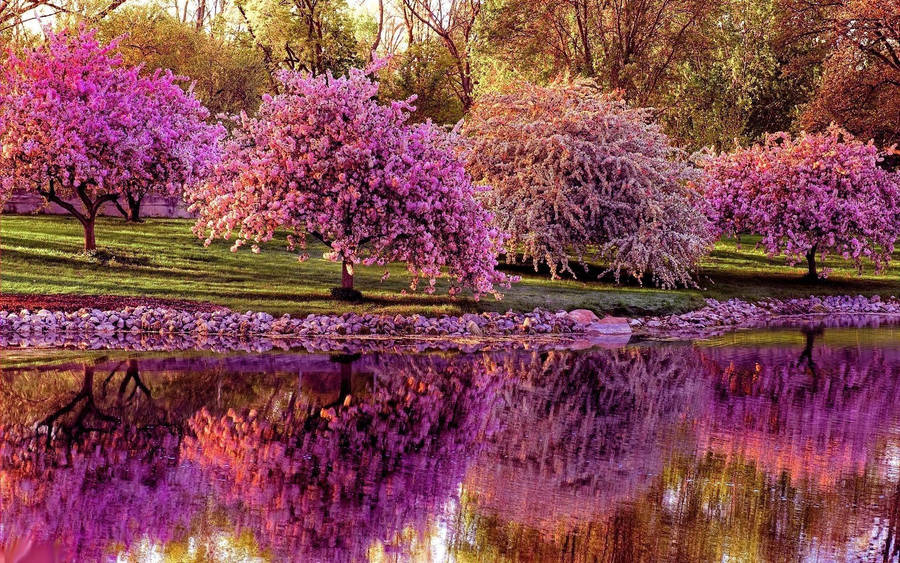 Spring Desktop Lavender Trees In Lake Wallpaper