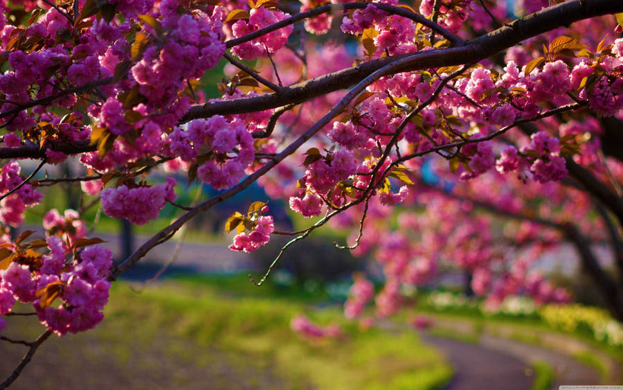 Spring Desktop Sakura Flower Wallpaper