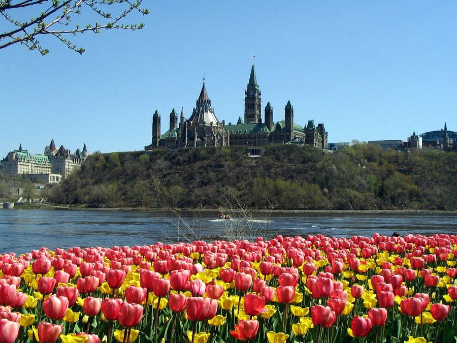 Spring Desktop Tulip Flowers And Castle Wallpaper