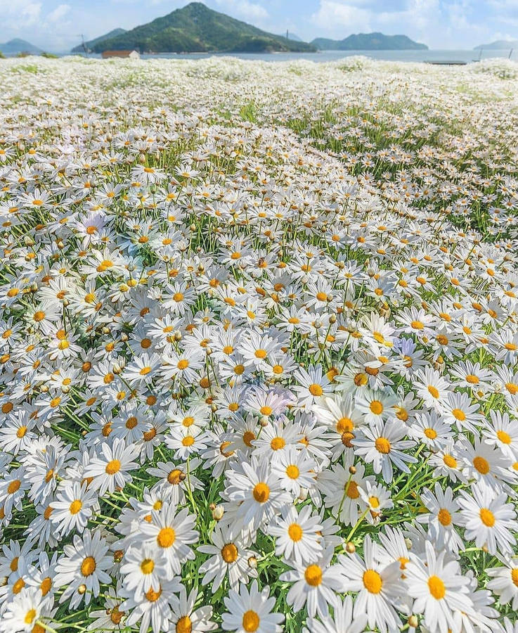 Spring Iphone Daisy Field Wallpaper