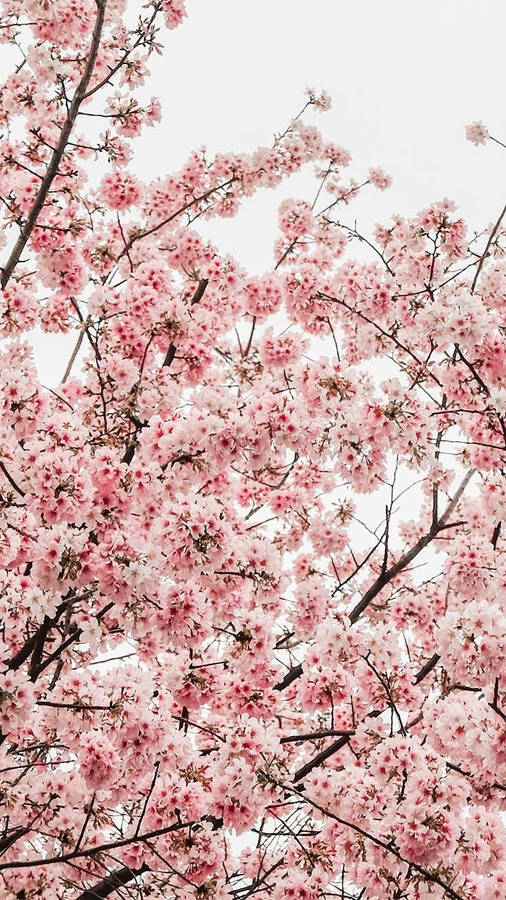 Spring Iphone Pastel Cherry Blossoms Wallpaper