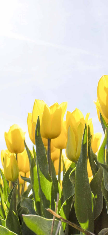 Spring Iphone Yellow Tulips Wallpaper