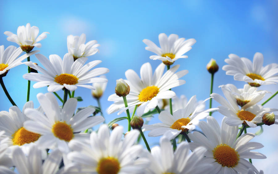 Spring White Daisy Wallpaper