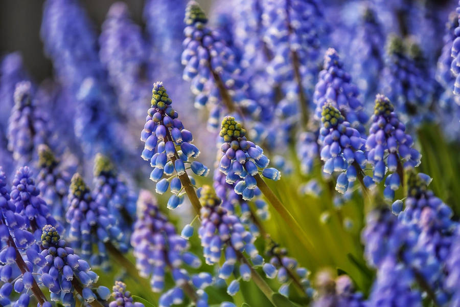 Springtime Hyacinth Flowers Wallpaper