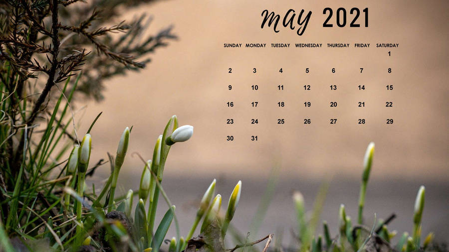 Sprouting Tulips May Calendar 2021 Wallpaper