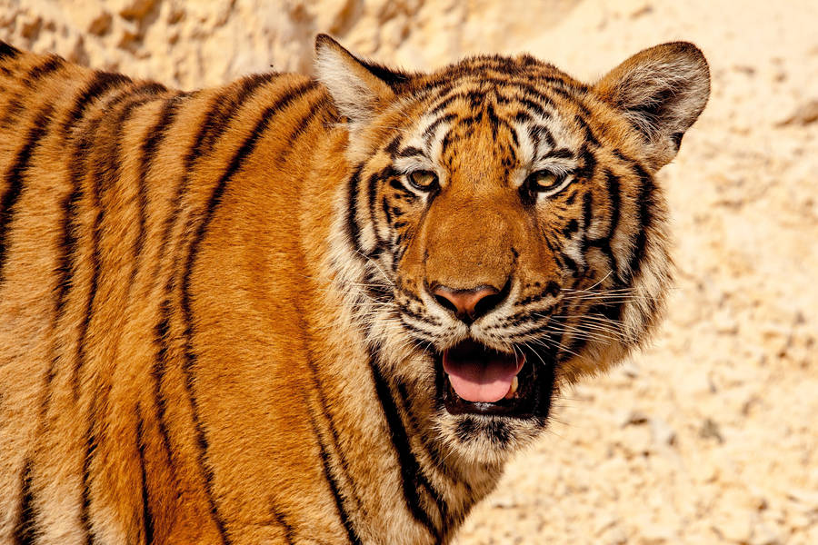 Squinting Yellow Eyes Tiger Hd Wallpaper