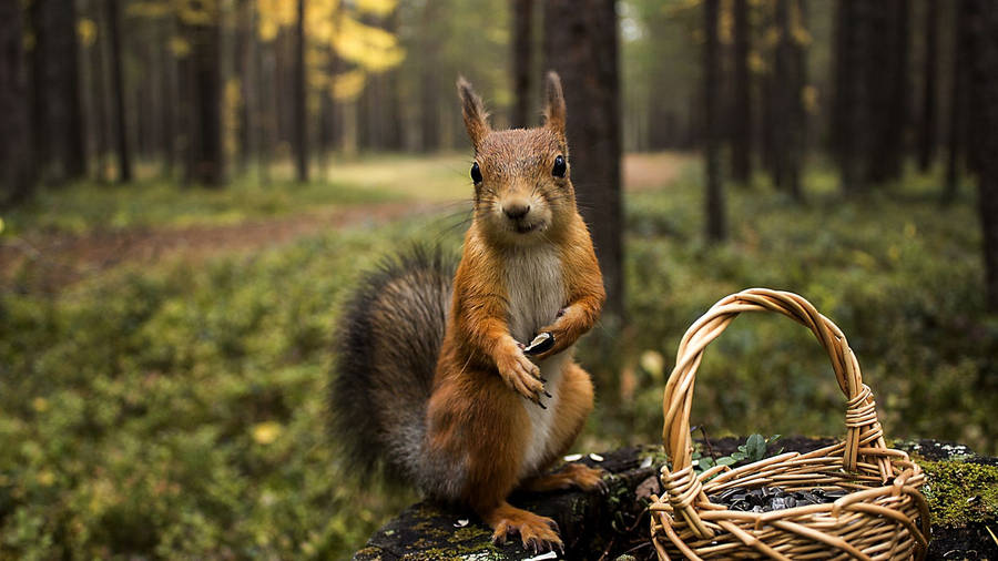 Squirrel And Basket Wallpaper