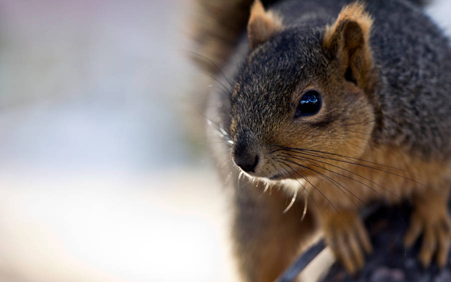 Squirrel Close-up Wallpaper