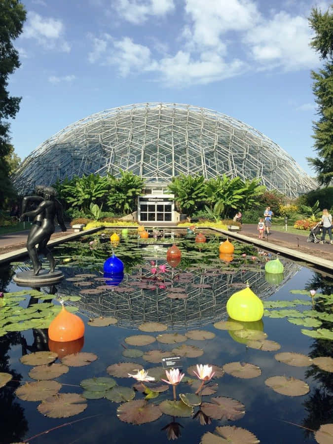 St. Louis Lily Pads Wallpaper