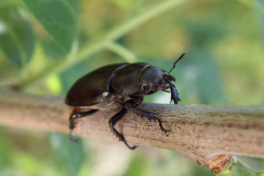 Stag Beetle On A Branch Wallpaper