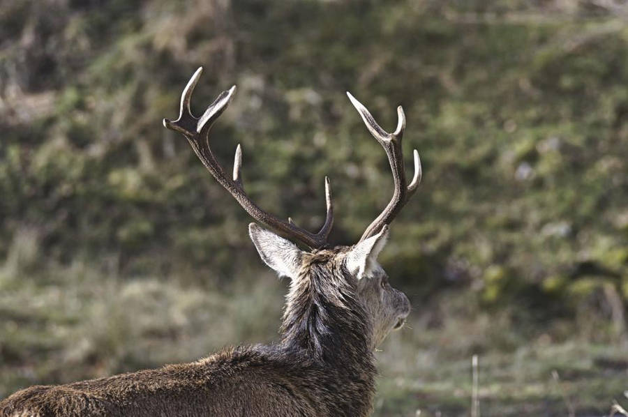 Stag With Big Antlers Deer Hunting Wallpaper