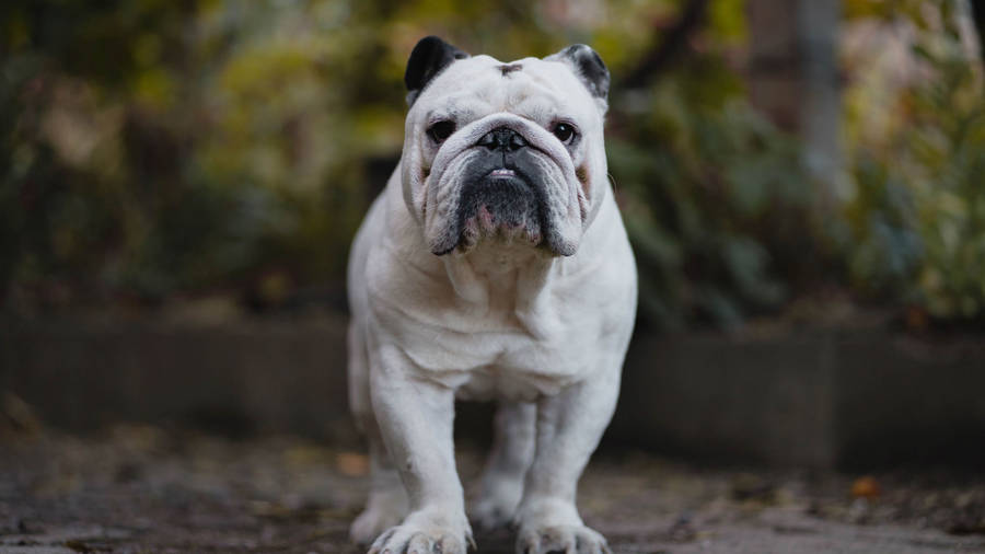 Standing English Bulldog Wallpaper