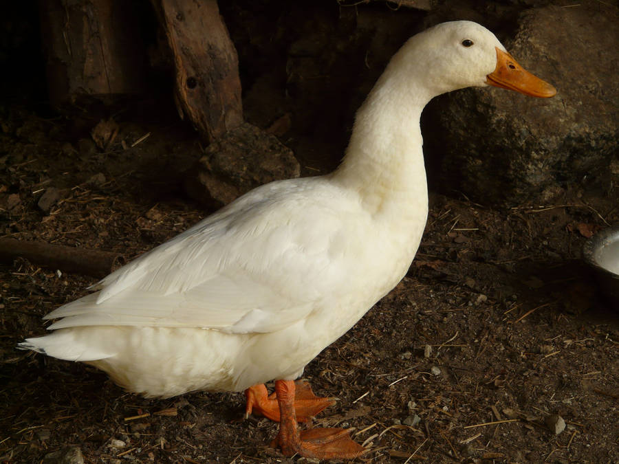 Standing White Duck Wallpaper