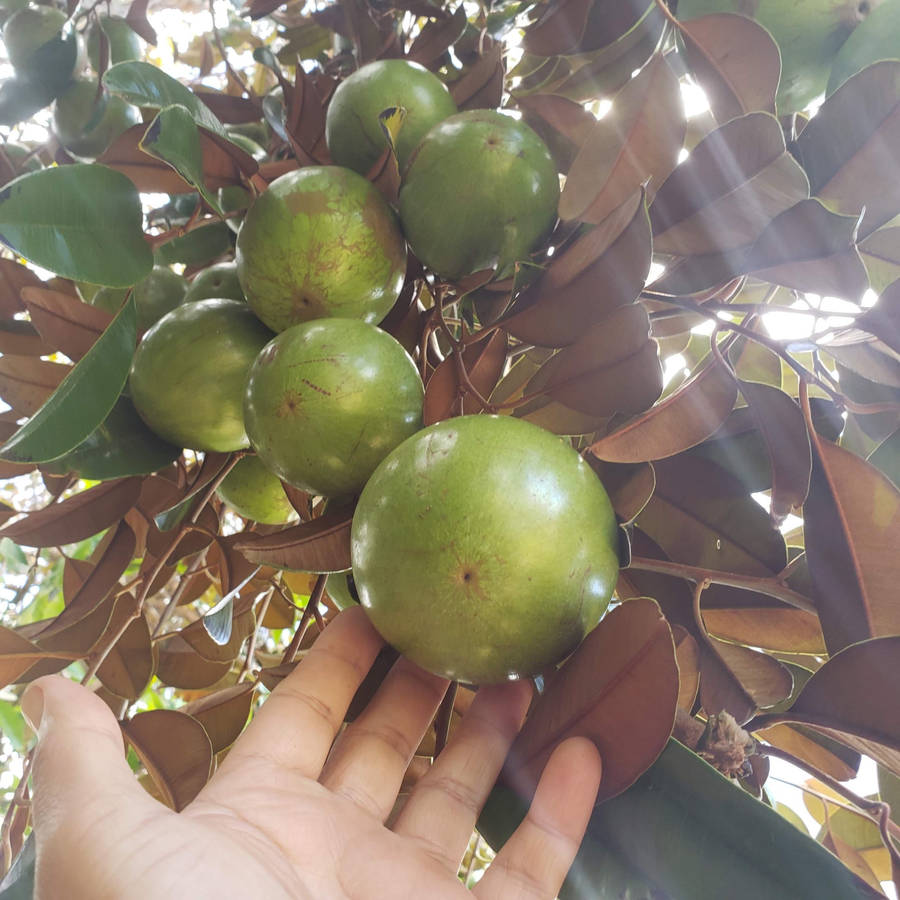 Star Apple Above Wallpaper