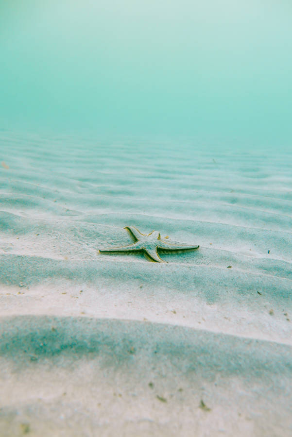 Starfish In Ocean Blue Waters Wallpaper