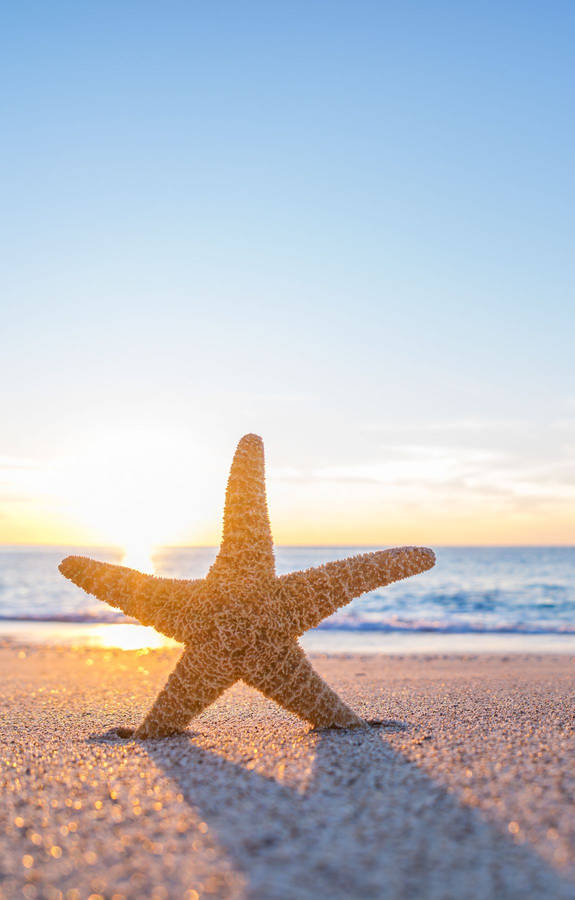 Starfish On Beach Sunrise Wallpaper