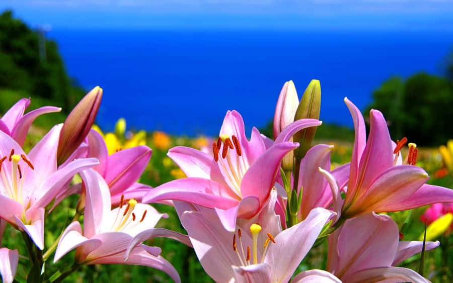 Stargazer Lily Garden Wallpaper